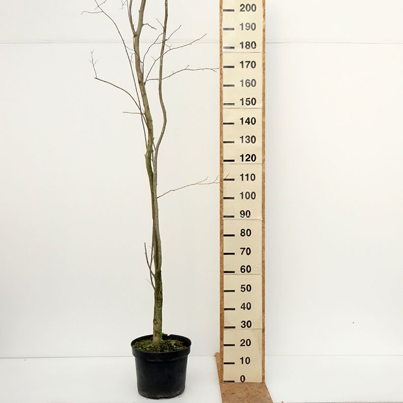 Esemplare di Eucommia ulmoides Vaso da 12L/15L come consegnato in autunno