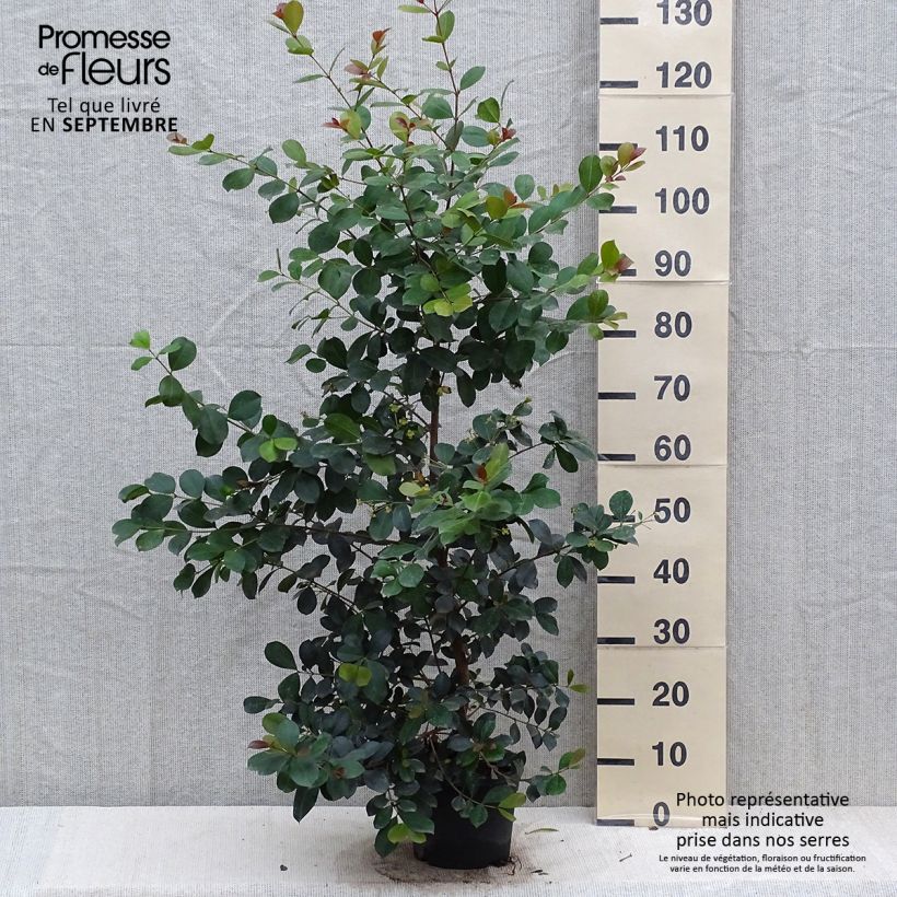 Esemplare di Eugenia uniflora Etna Fire Vaso da 3L/4L come consegnato in autunno
