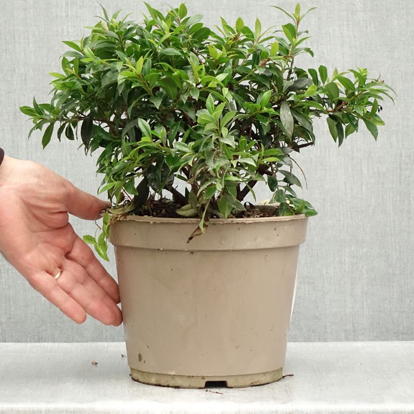 Esemplare di Eugenia myrtifolia Compacta Vaso da 4L/5L come consegnato in autunno