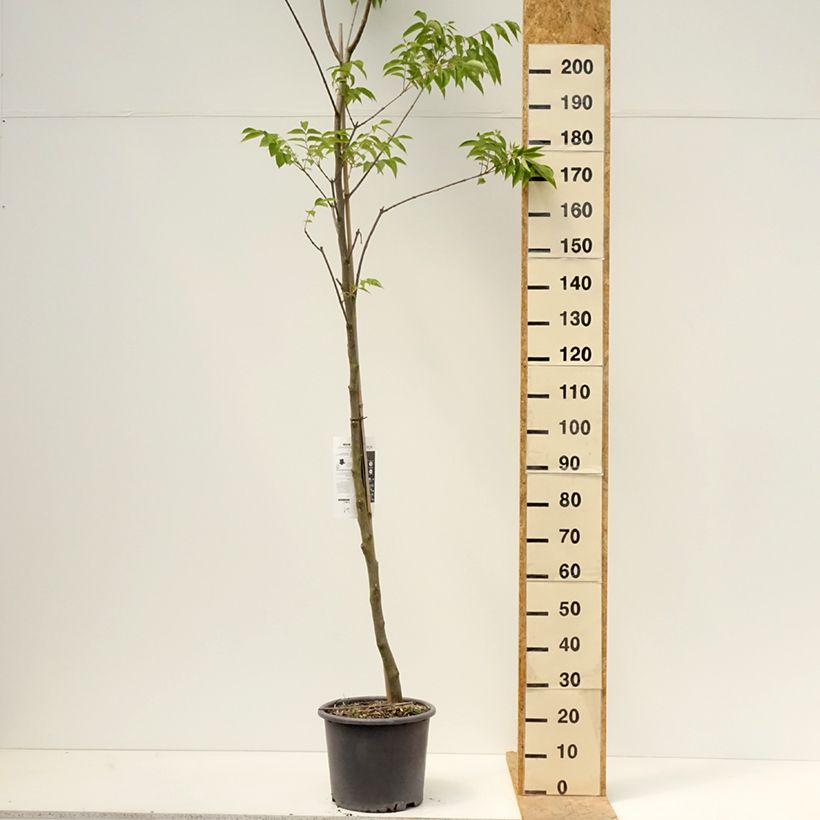 Tetradium daniellii - Evodia Vaso da 12L/15L esemplare consegnato in primavera