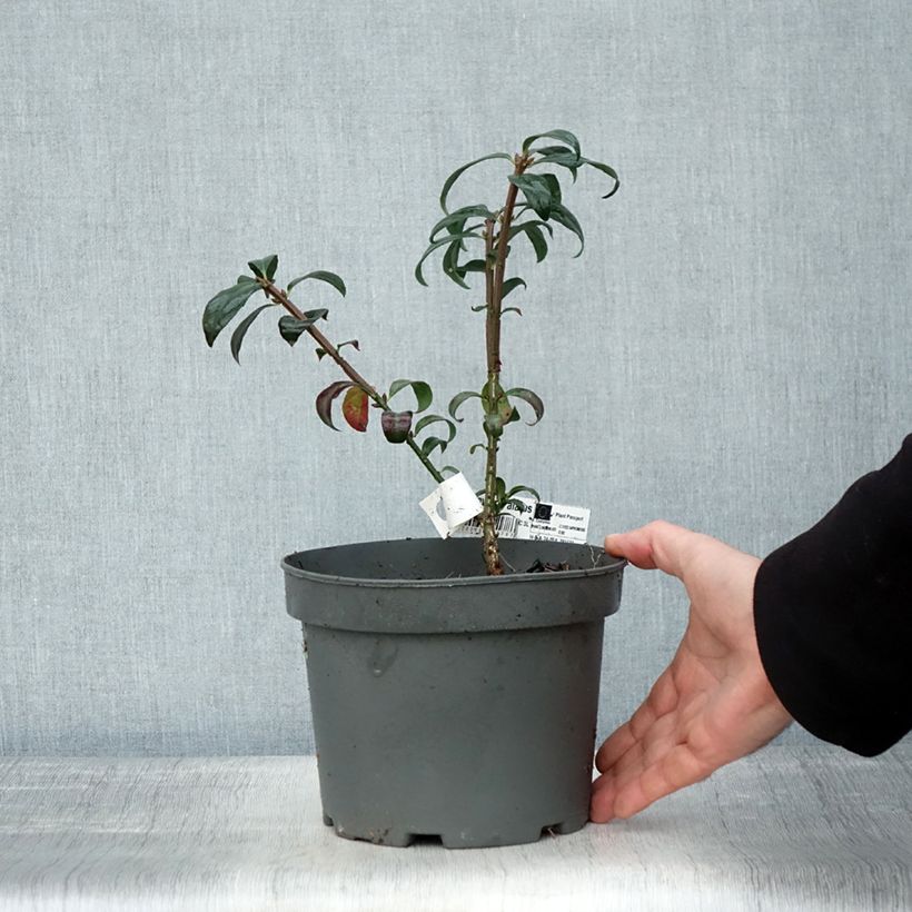 Esemplare di Euonymus alatus - Evonimo alato Vaso da 2L/3L come consegnato in autunno