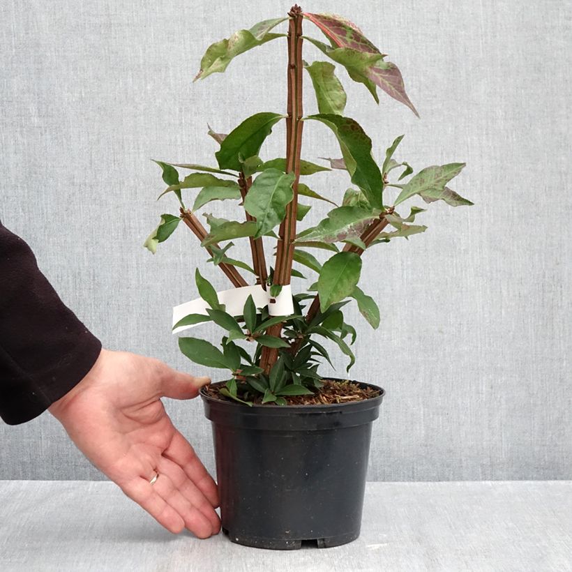 Esemplare di Euonymus alatus Blade Runner - Evonimo alato Vaso da 2L/3L come consegnato in autunno