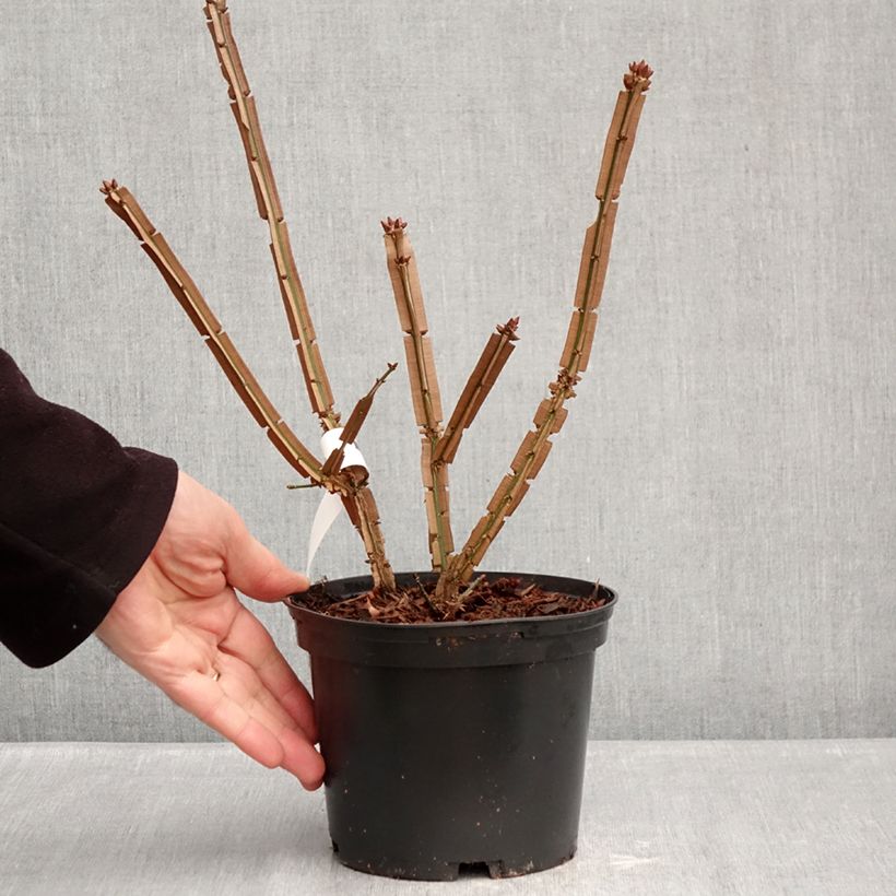 Euonymus alatus Blade Runner - Evonimo alato Vaso da 2L/3L esemplare consegnato in inverno