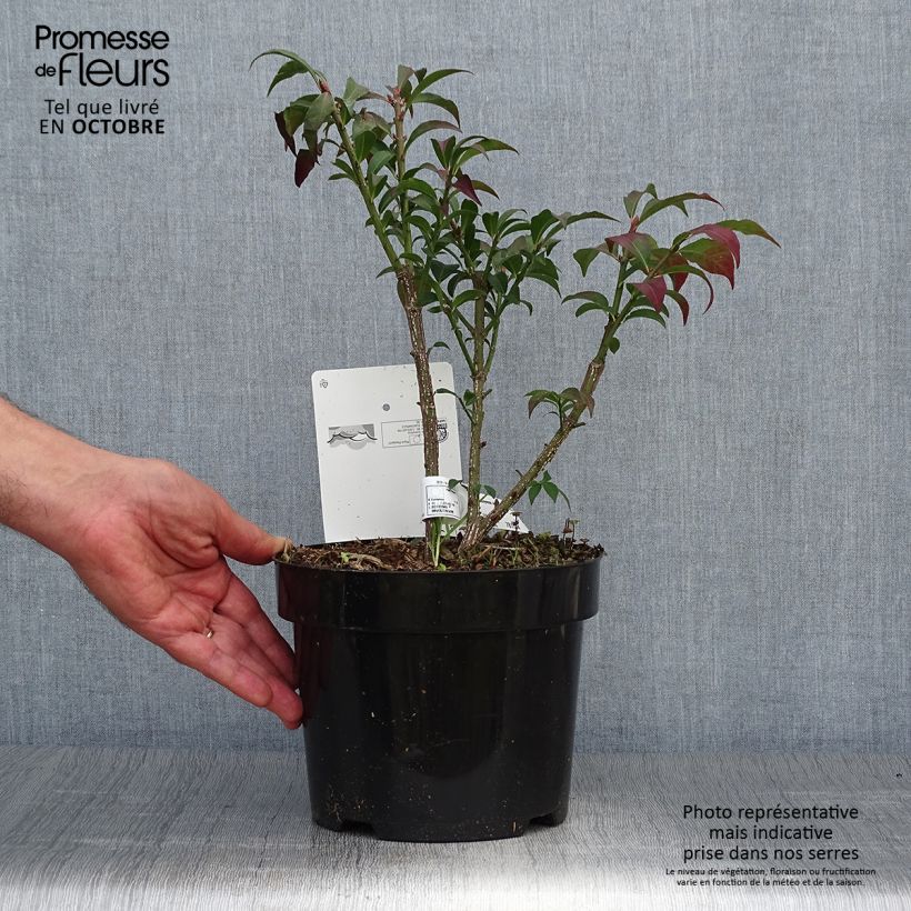 Esemplare di Euonymus alatus Compactus - Evonimo alato Vaso da 2L/3L come consegnato in autunno