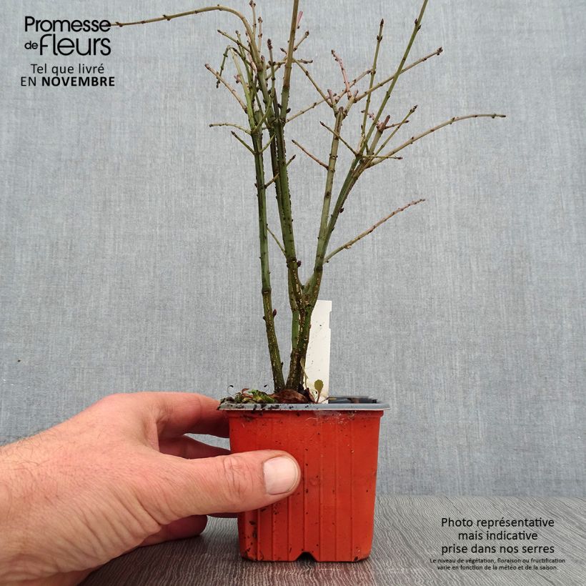 Esemplare di Euonymus alatus - Evonimo alato Vasetto da 8/9 cm come consegnato in autunno