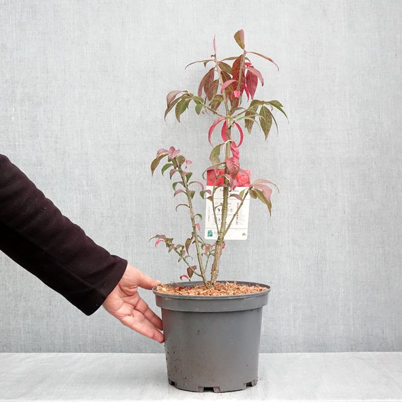 Esemplare di Euonymus alatus Fire Ball - Evonimo alato Vaso da 4L/5L come consegnato in autunno