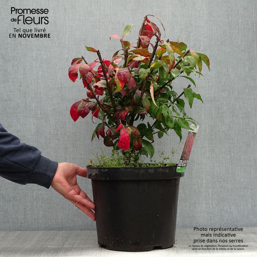 Esemplare di Euonymus alatus - Evonimo alato Vaso da 7,5L/10L come consegnato in autunno