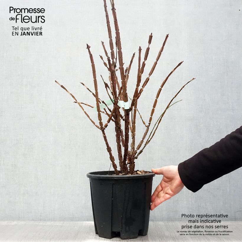 Euonymus alatus - Evonimo alato Vaso da 7,5L/10L esemplare consegnato in inverno