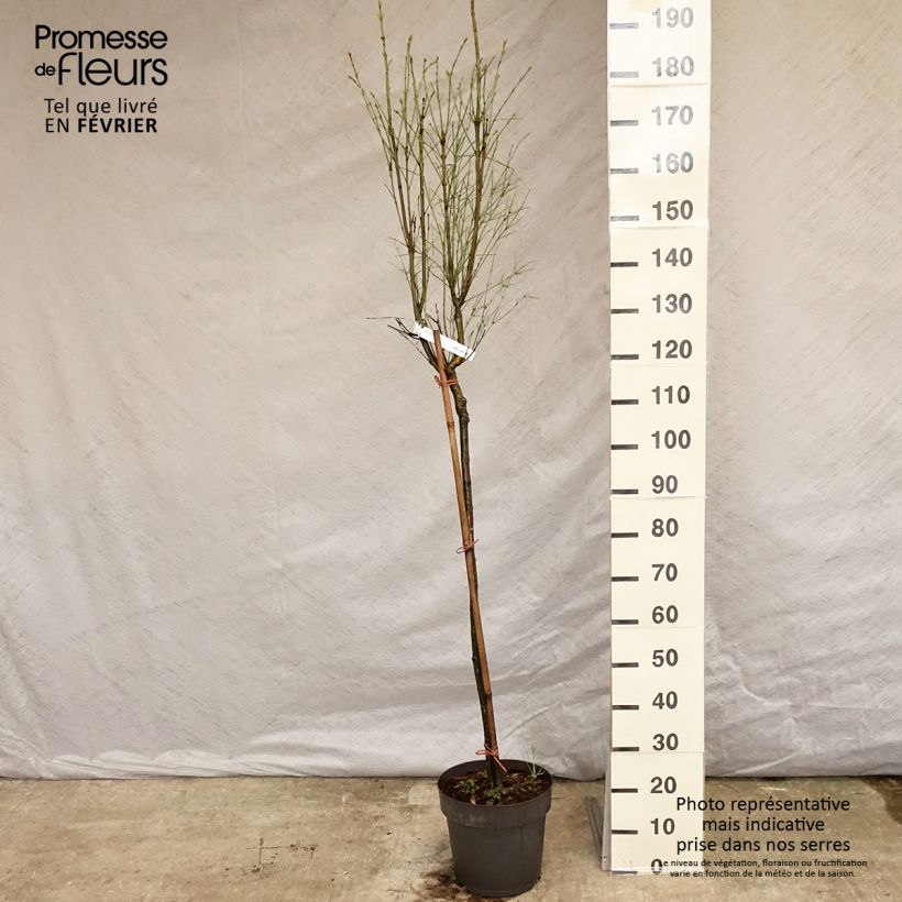 Euonymus clivicolus var. rongchuensis Vaso da 7,5L/10L esemplare consegnato in inverno