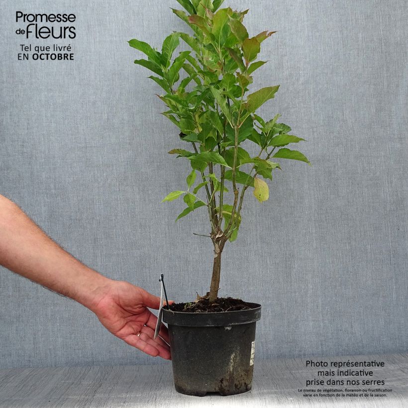 Esemplare di Euonymus europaeus Red Cascade - Fusaria comune Vaso da 2L/3L come consegnato in autunno