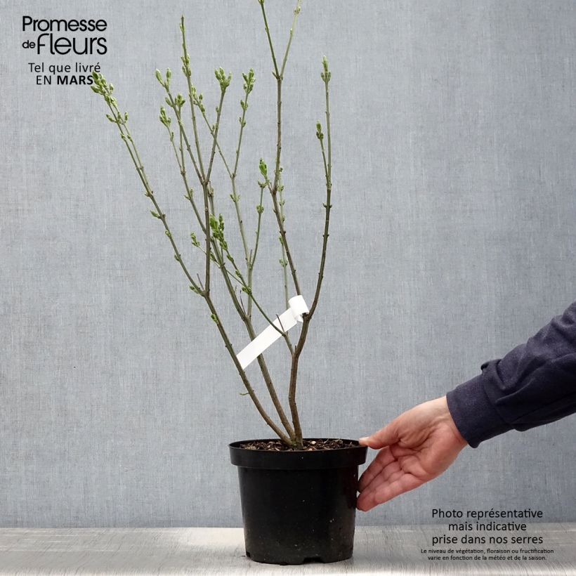 Euonymus europaeus Red Cascade - Fusaria comune Vaso da 2L/3L esemplare consegnato in primavera