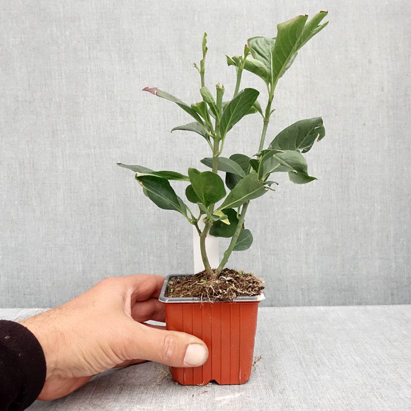 Esemplare di Euonymus europaeus Red Cascade - Fusaria comune Vasetto da 8/9 cm come consegnato in autunno