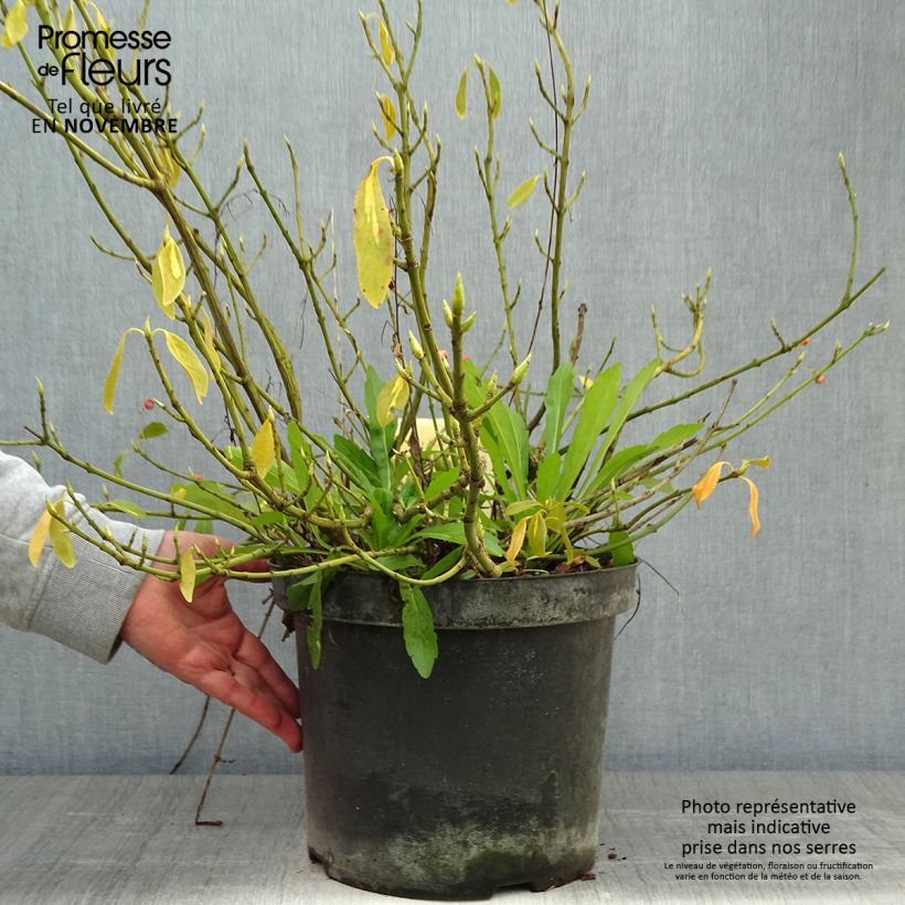 Esemplare di Euonymus fortunei Blondy Vaso da 7,5L/10L come consegnato in autunno