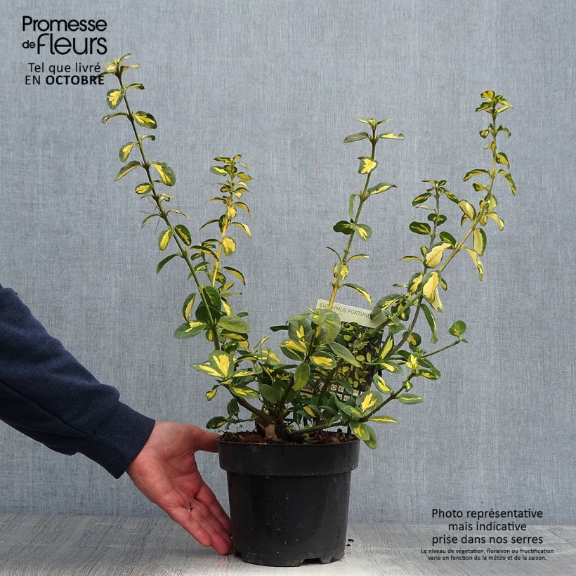 Esemplare di Euonymus fortunei Blondy Vaso da 2L/3L come consegnato in autunno