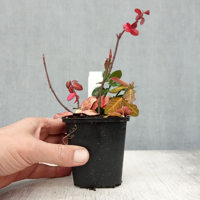 Esemplare di Euonymus fortunei Coloratus Vasetto da 8/9 cm come consegnato in autunno