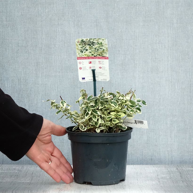 Esemplare di Euonymus fortunei Dan's Delight Vaso da 2L/3L come consegnato in autunno