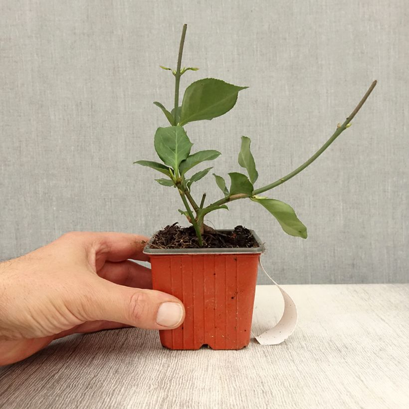 Esemplare di Euonymus fortunei Dart's Blanket Vasetto da 8/9 cm come consegnato in autunno