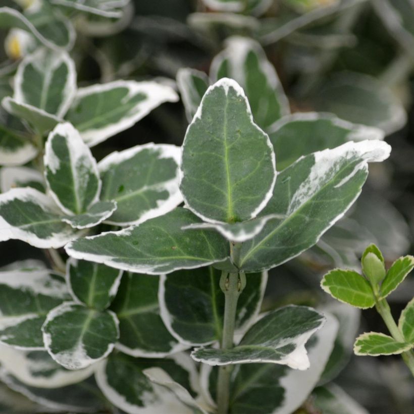 Euonymus fortunei Emerald Gaiety (Fogliame)