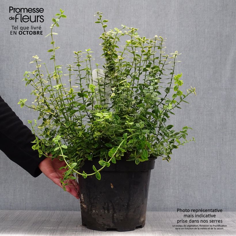 Esemplare di Euonymus fortunei Emerald 'n gold Vaso da 4L/5L come consegnato in autunno
