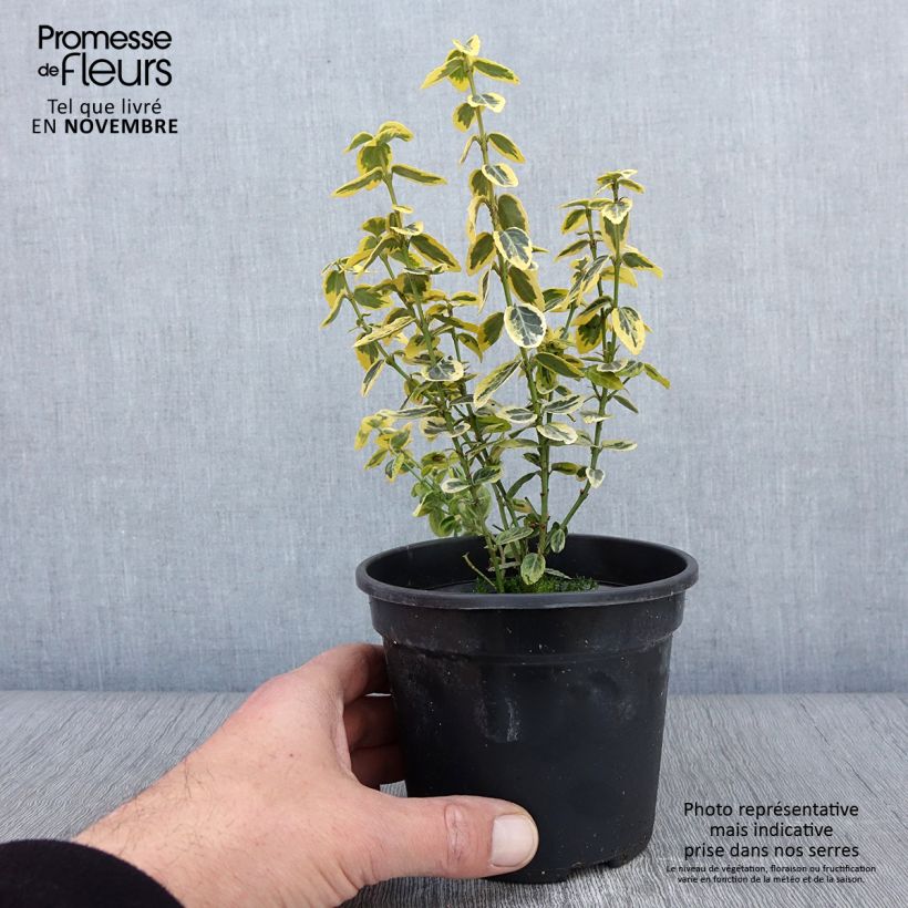 Esemplare di Euonymus fortunei Emerald 'n gold Vaso da 1L/1,5L come consegnato in autunno