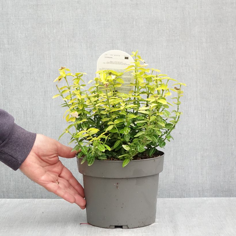 Esemplare di Euonymus fortunei Goldy Vaso da 3L/4L come consegnato in autunno