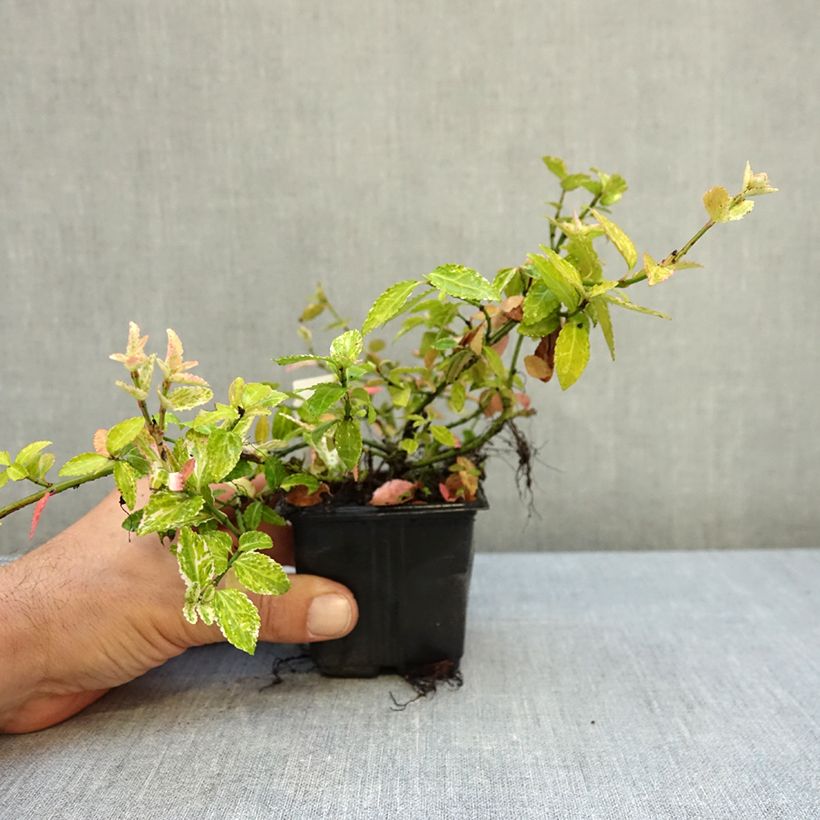 Esemplare di Euonymus fortunei Harlequin Vasetto da 8/9 cm come consegnato in autunno