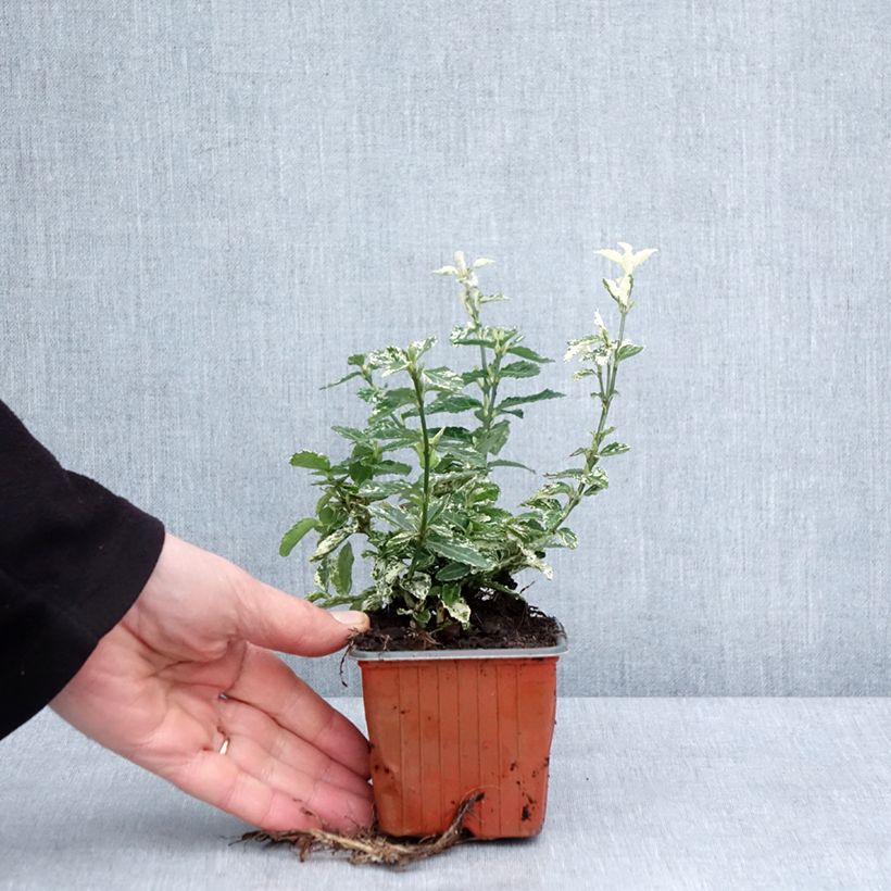 Euonymus fortunei Harlequin Vasetto da 8/9 cm esemplare consegnato in inverno