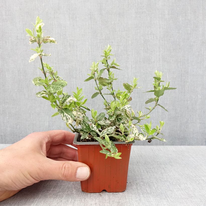 Euonymus fortunei Harlequin Vasetto da 8/9 cm esemplare consegnato in primavera