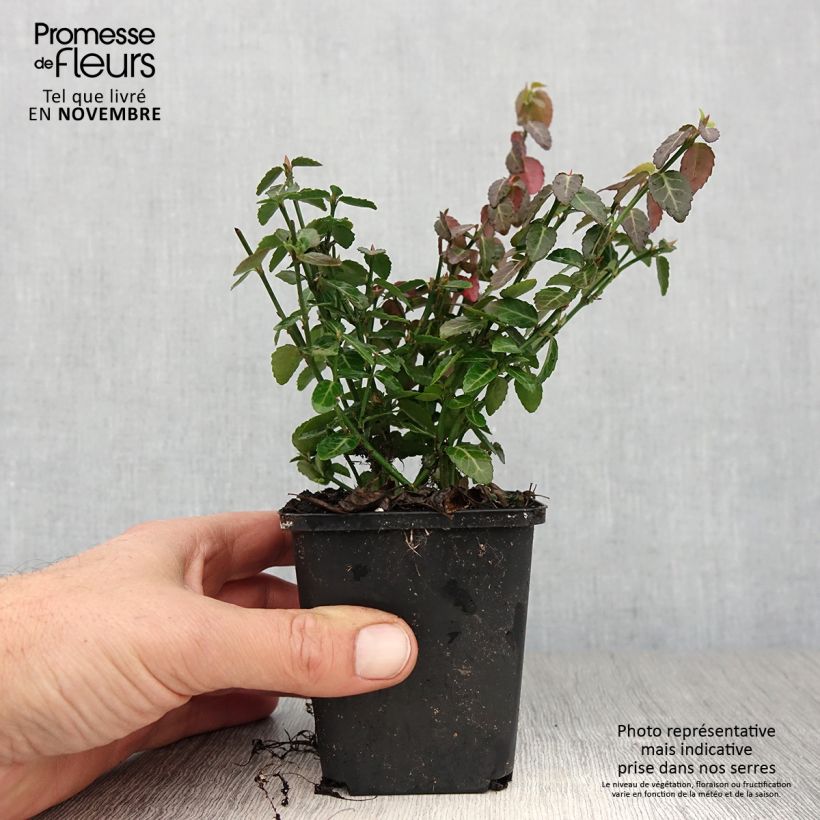 Esemplare di Euonymus fortunei Radicans Vasetto da 8/9 cm come consegnato in autunno