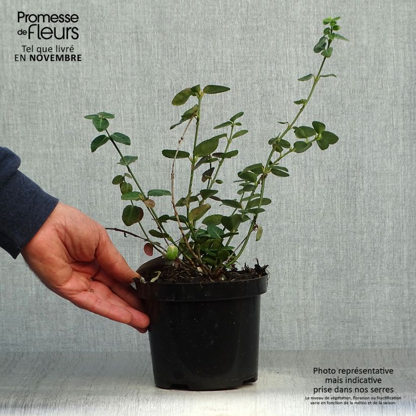 Esemplare di Euonymus fortunei Radicans Vaso da 1L/1,5L come consegnato in autunno