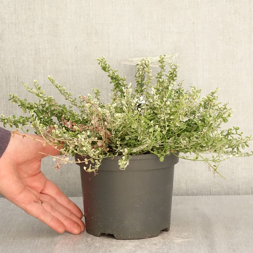 Euonymus fortunei Silver Carpet Vaso da 2L/3L esemplare consegnato in primavera