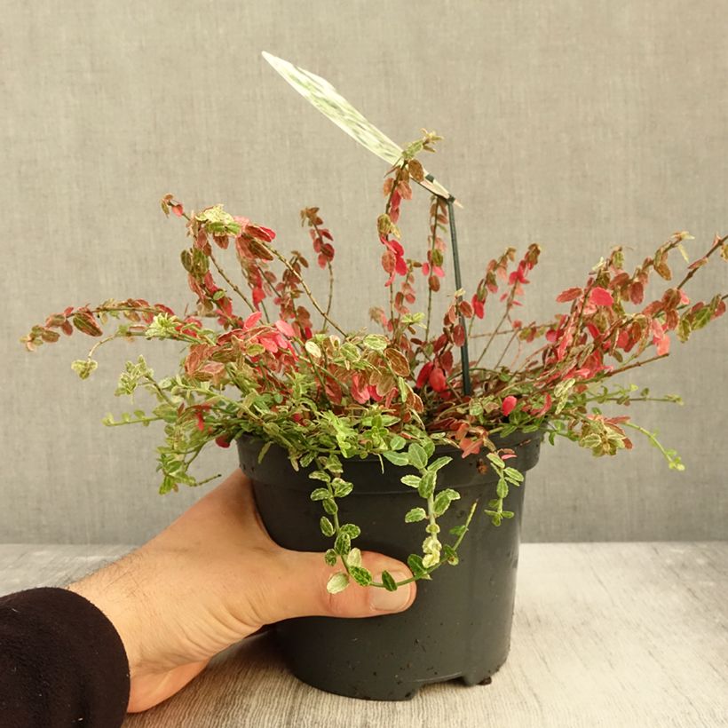 Esemplare di Euonymus fortunei Silverstone Vaso da 2L/3L come consegnato in autunno