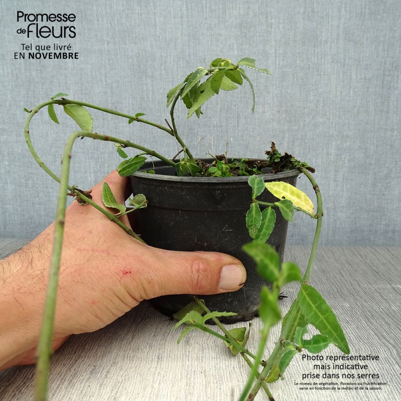 Esemplare di Euonymus fortunei Tustin Vaso da 1L/1,5L come consegnato in autunno