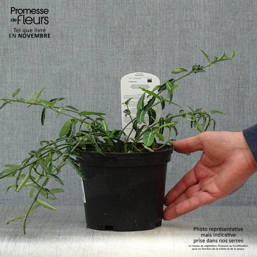 Esemplare di Euonymus fortunei var. radicans Wolong Ghost Vaso da 2L/3L come consegnato in autunno