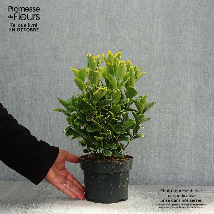 Esemplare di Fusaria giapponese Aureomarginatus Vaso da 2L/3L come consegnato in autunno