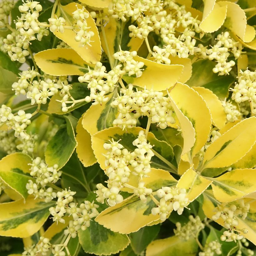 Fusaria giapponese Aureus (Fioritura)