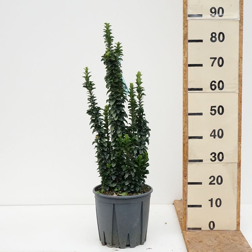 Esemplare di Fusaria giapponese Benkomasaki Vaso da 7,5L/10L come consegnato in autunno