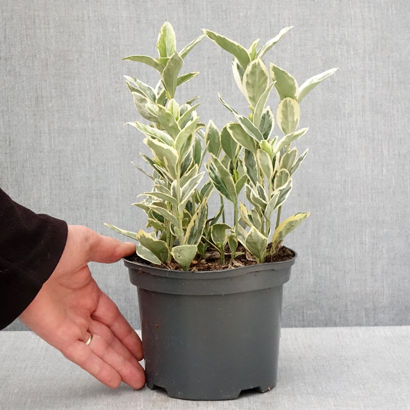 Fusaria giapponese Bravo Vaso da 2L/3L esemplare consegnato in primavera