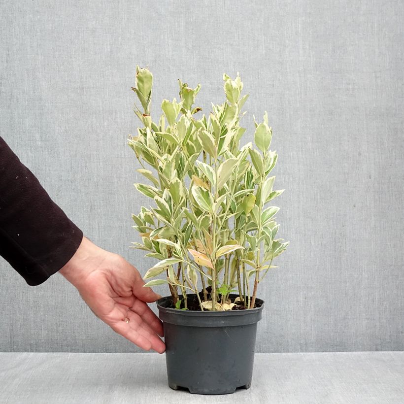 Esemplare di Fusaria giapponese Bravo Vaso da 2L/3L come consegnato in autunno