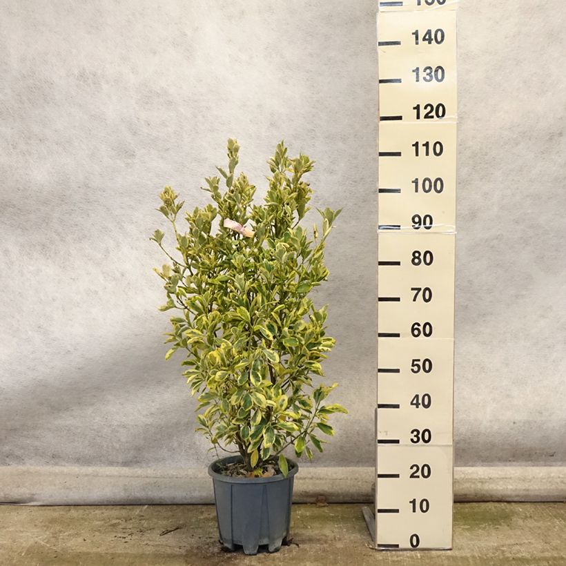 Esemplare di Fusaria giapponese Bravo Vaso da 7,5L/10L come consegnato in autunno