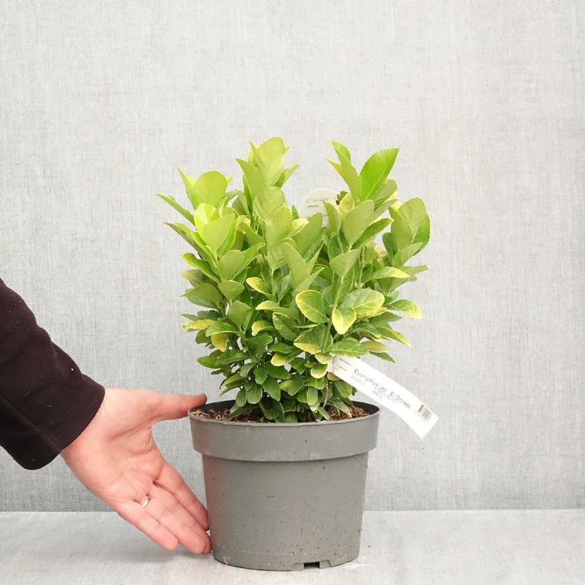 Esemplare di Fusaria giapponese El Dorado Vaso da 3L/4L come consegnato in autunno