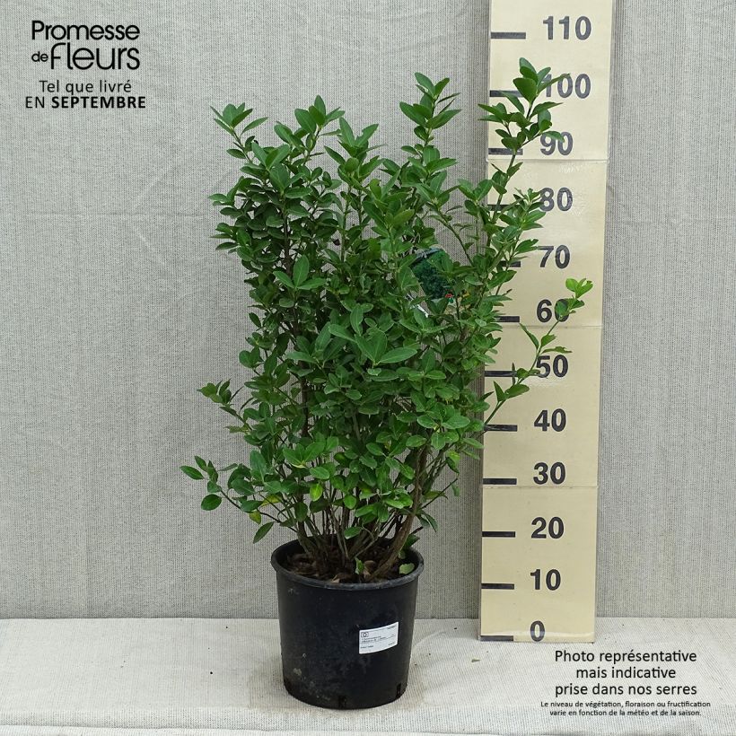 Esemplare di Fusaria giapponese Vaso da 7,5L/10L come consegnato in autunno