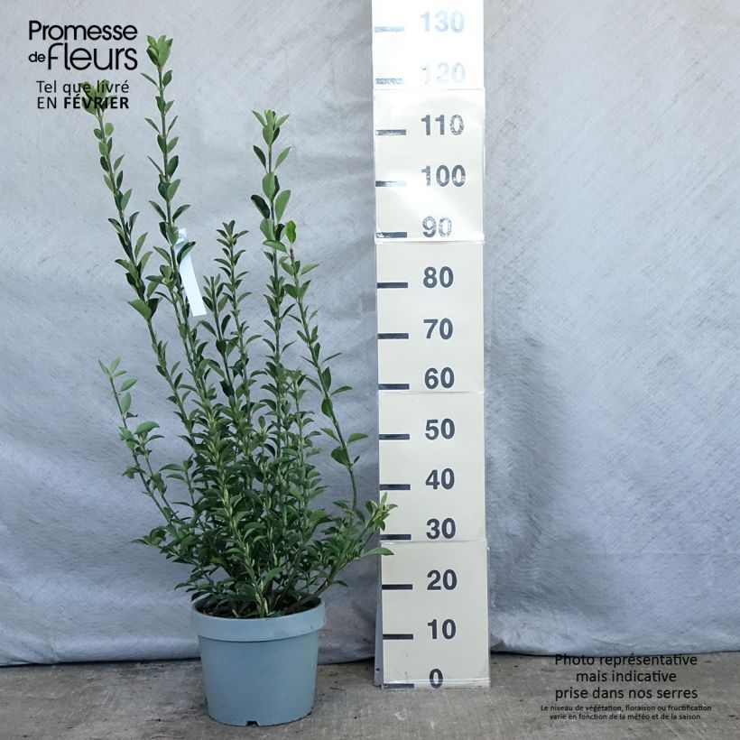 Fusaria giapponese Vaso da 7,5L/10L esemplare consegnato in inverno