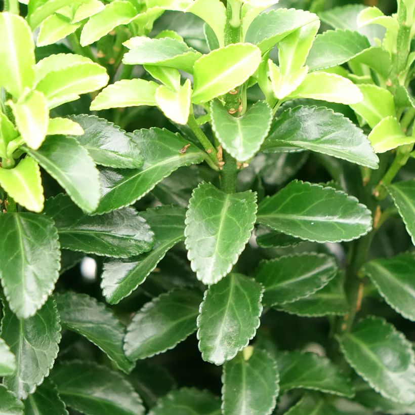 Fusaria giapponese Green Rocket (Fogliame)