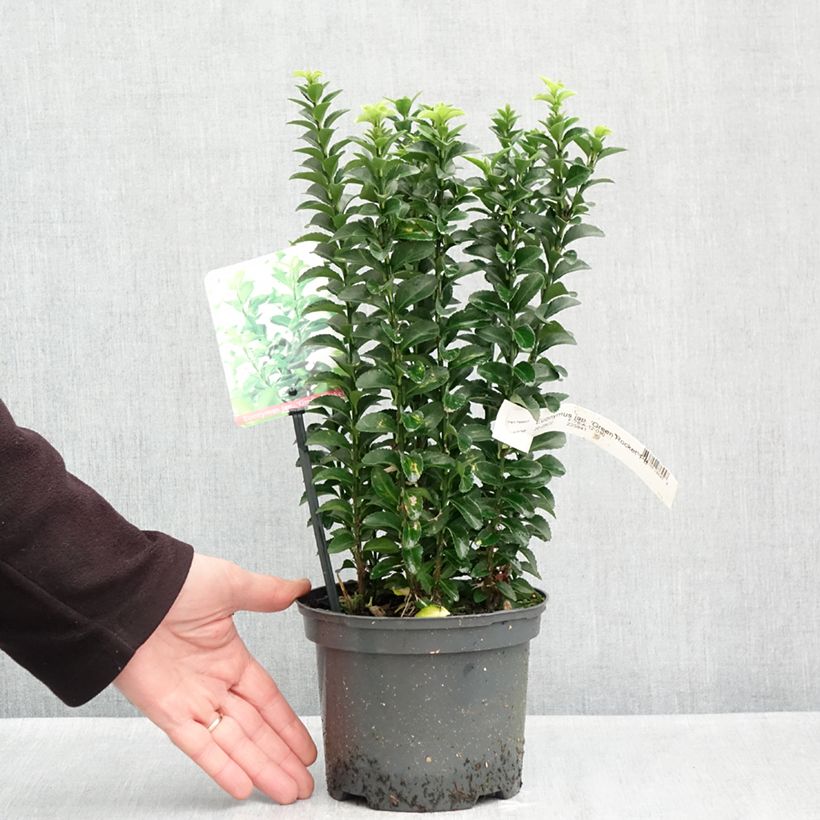 Esemplare di Fusaria giapponese Green Rocket Vaso da 2L/3L come consegnato in autunno