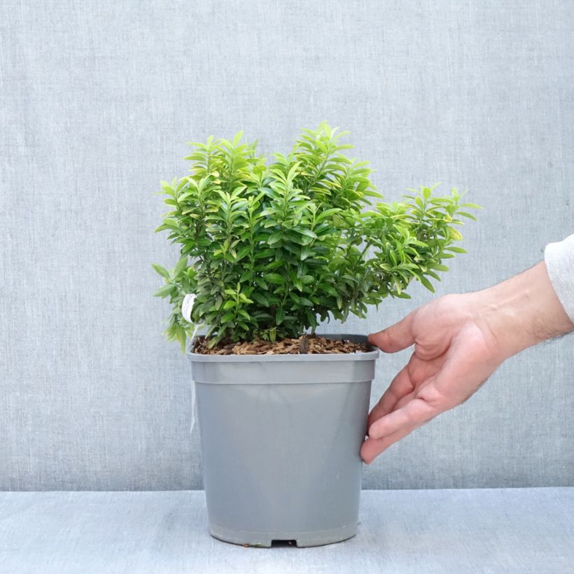 Esemplare di Fusaria giapponese Happiness Vaso da 4L/5L come consegnato in autunno