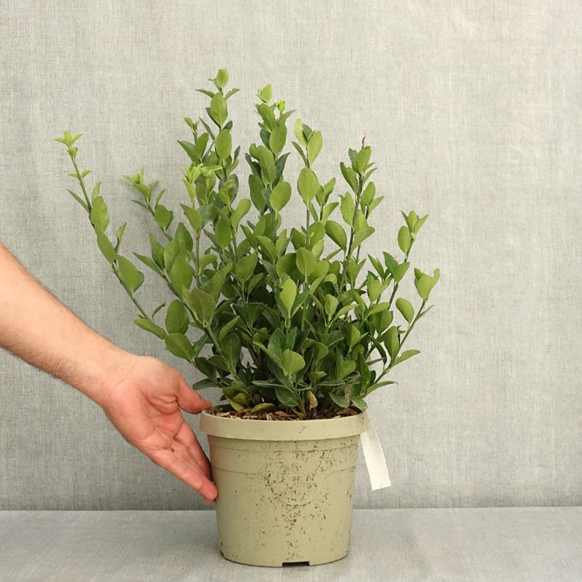 Esemplare di Fusaria giapponese Himalaya Vaso da 3L/4L consegnato in estate
