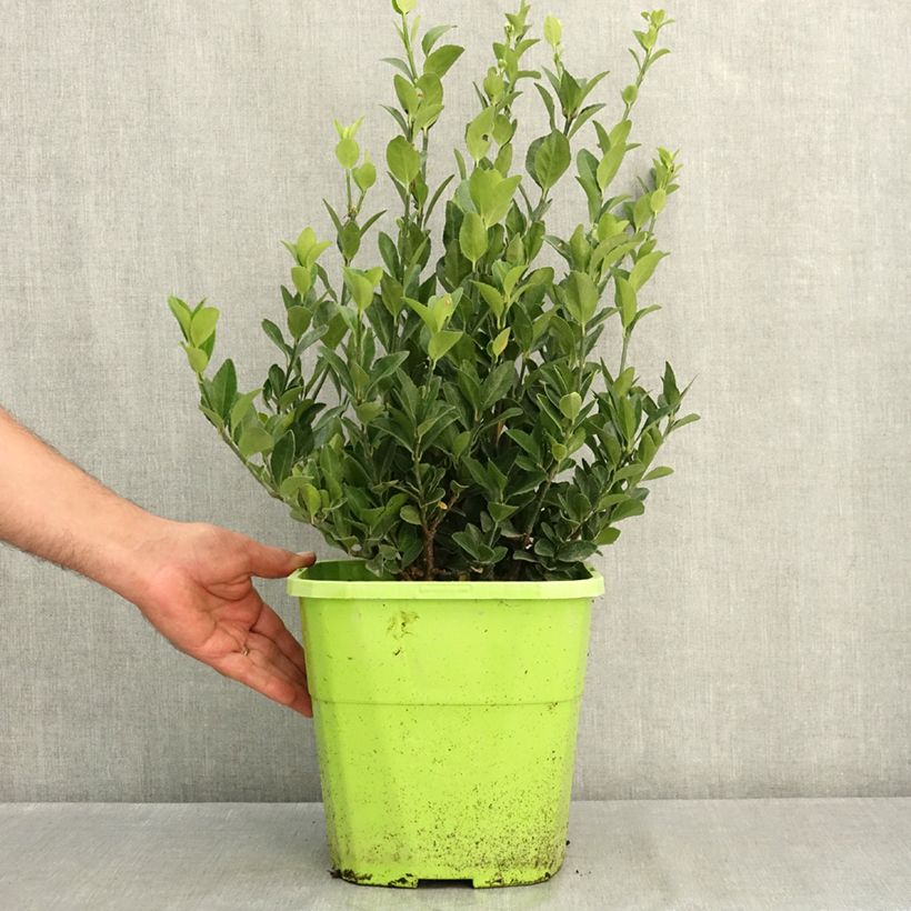 Esemplare di Fusaria giapponese Himalaya Vaso da 7,5L/10L consegnato in estate