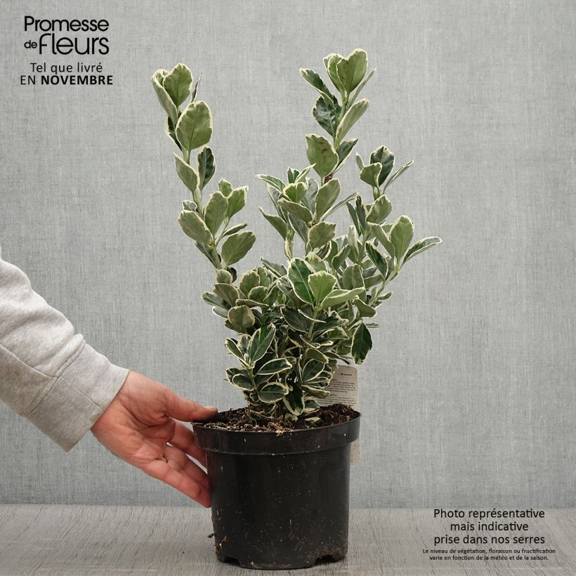 Esemplare di Fusaria giapponese Kathy Vaso da 2L/3L come consegnato in autunno