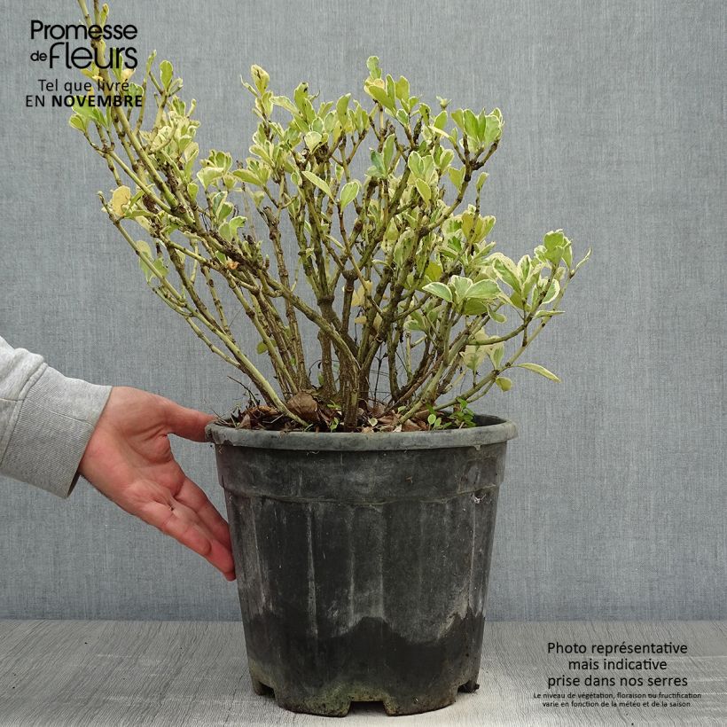 Esemplare di Fusaria giapponese Kathy Vaso da 7,5L/10L come consegnato in autunno